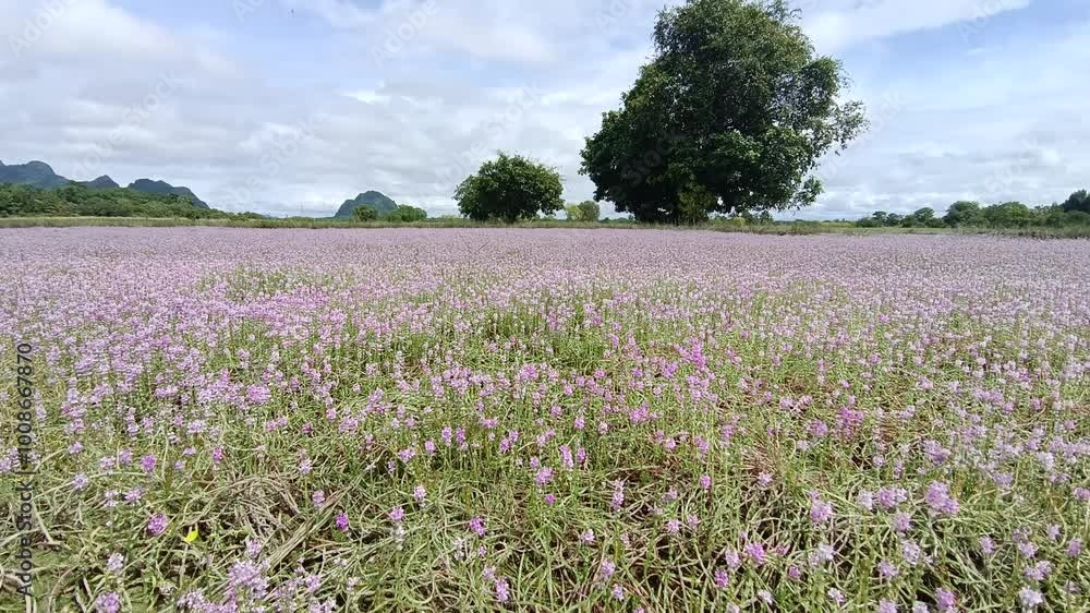 beautiful landscape of purple and pink flower fields in the natural view with swaying on the wind in Myanmar. beautiful landscape of purple and pink flower fields in the natural view with swaying on the wind in Myanmar.