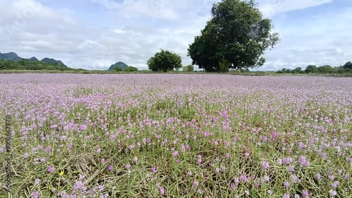 Wallpaper Mural beautiful landscape of purple and pink flower fields in the natural view with swaying on the wind in Myanmar. Torontodigital.ca