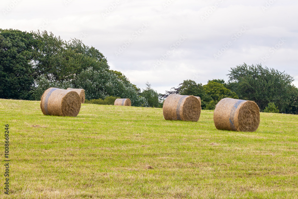 Round hay bales in green field with trees in background and a cloudy sky Round hay bales in green field with trees in background and a cloudy sky