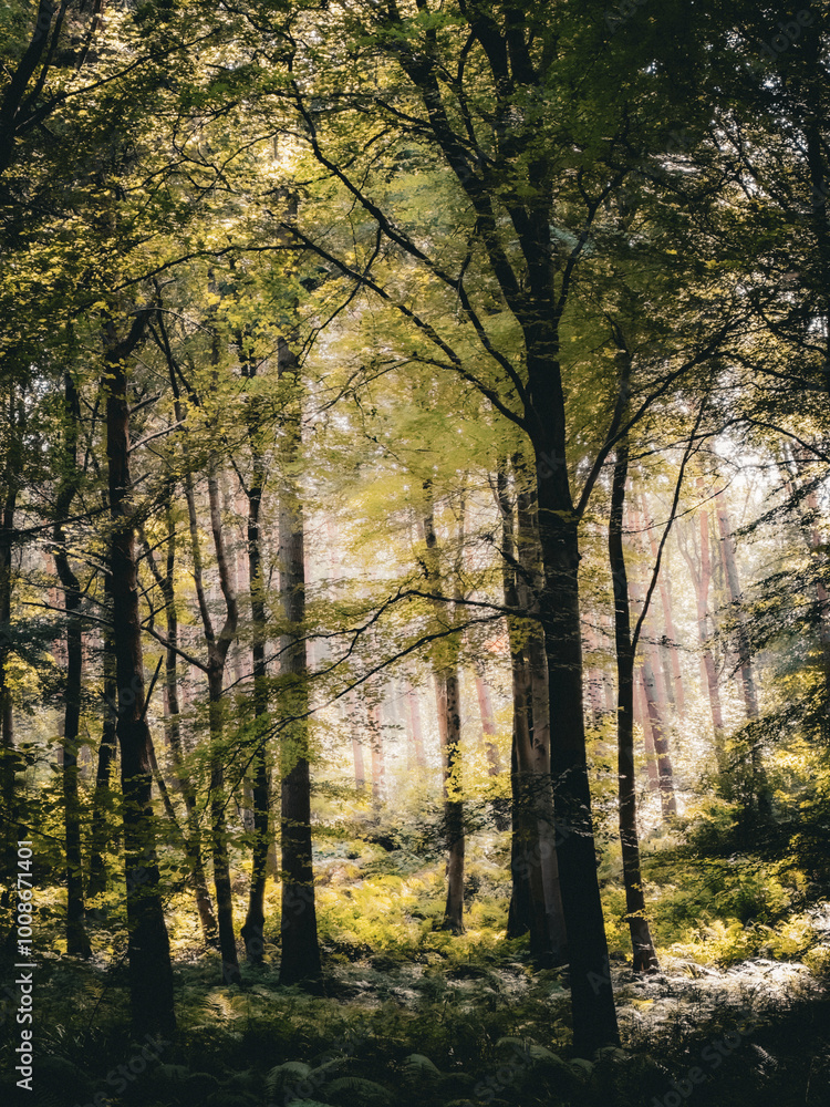 Light coming through the trees at Goblin Combe, North Somerset, Bristol, England Light coming through the trees at Goblin Combe, North Somerset, Bristol, England