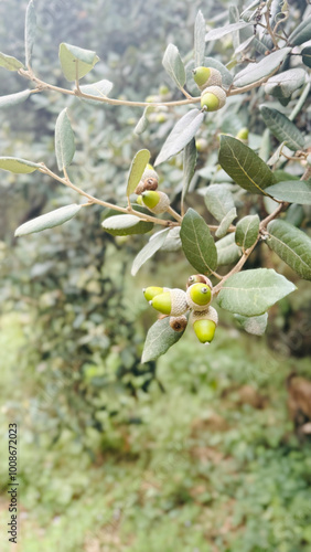 Wallpaper Mural Acorn close-up on tree branch. Torontodigital.ca