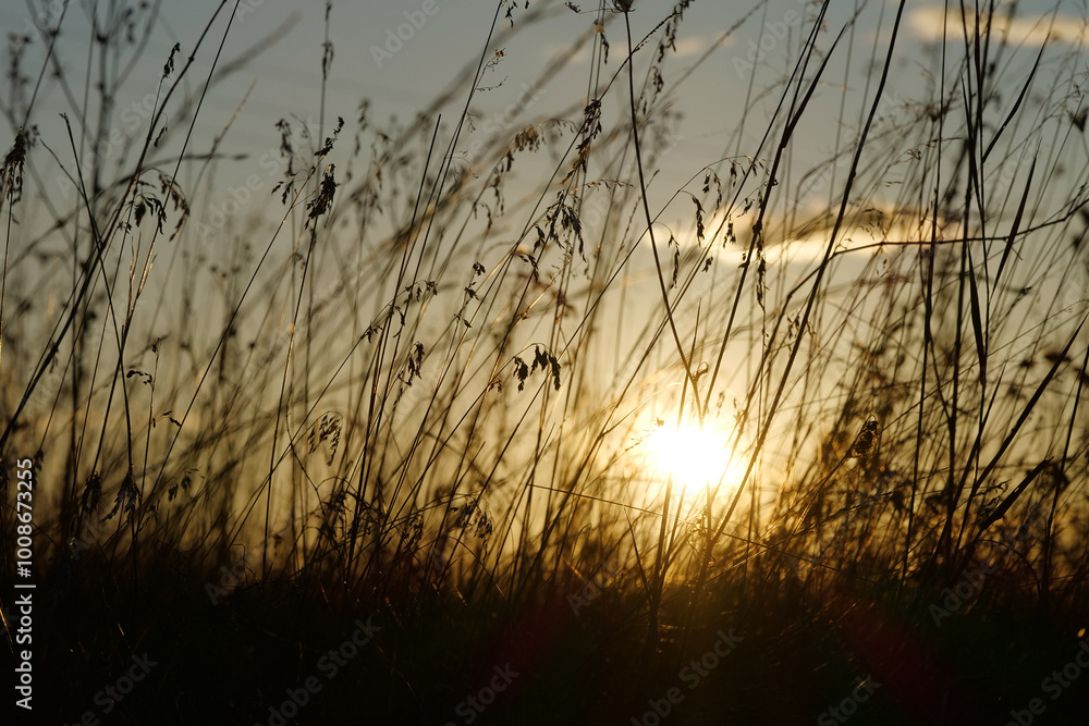 Beautiful sunset in meadow. Sun is setting below horizon. Dry autumn grass Beautiful sunset in meadow. Sun is setting below horizon. Dry autumn grass