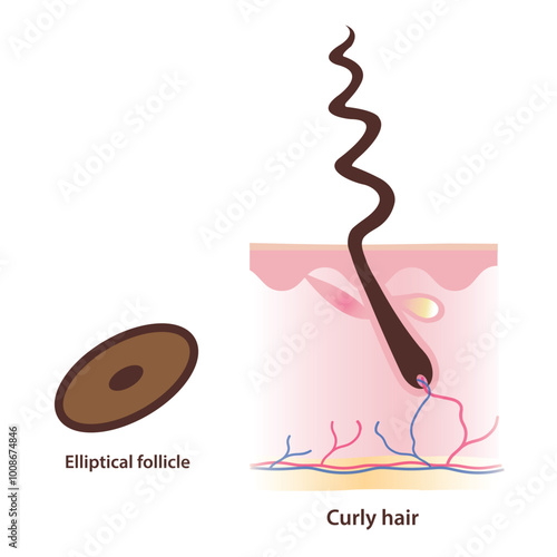 Structure of elliptical shaped follicle and curly hair vector illustration on white background. Cross section of elliptical follicle produce kinky, coily hair with scalp layer. Hair anatomy concept.