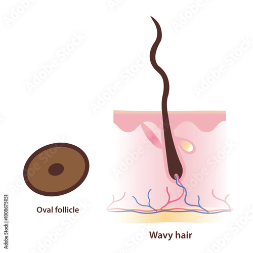 Structure of oval shaped follicle and wavy hair vector illustration isolated on white background. Cross section of oval follicle produce wavy hair with scalp layer. Hair anatomy concept.