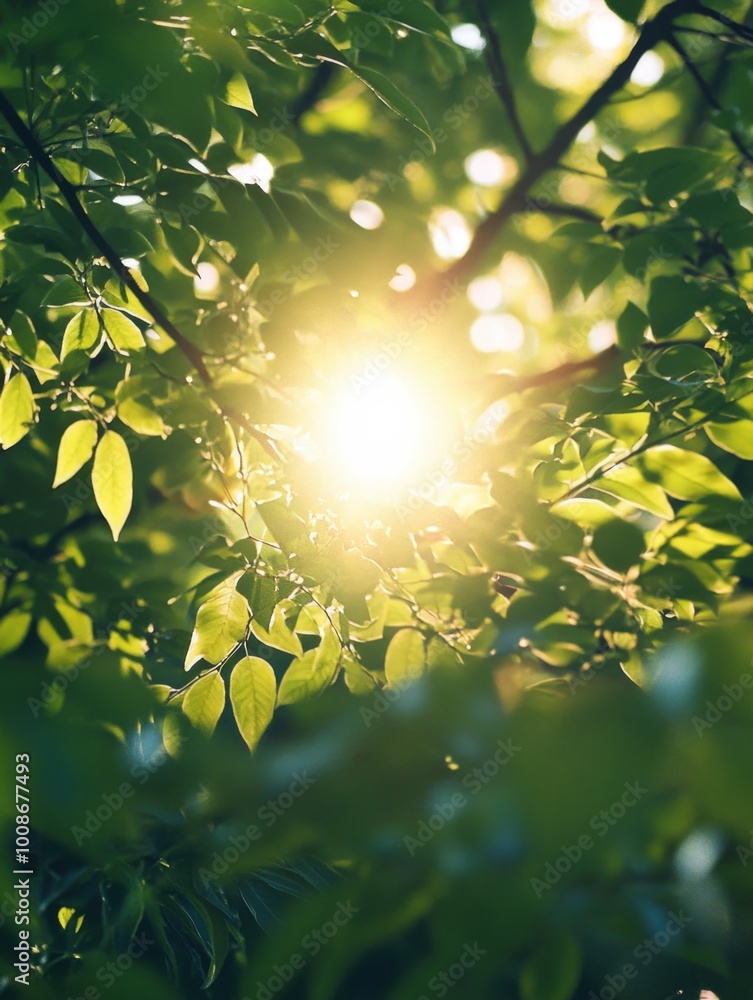 Obraz premium Sunlight Peeking Through Trees