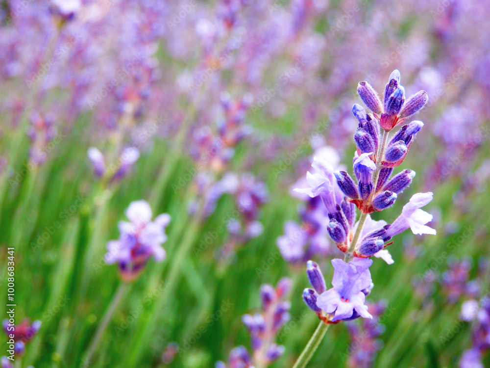 Color detail photography of lavender flower Color detail photography of lavender flower