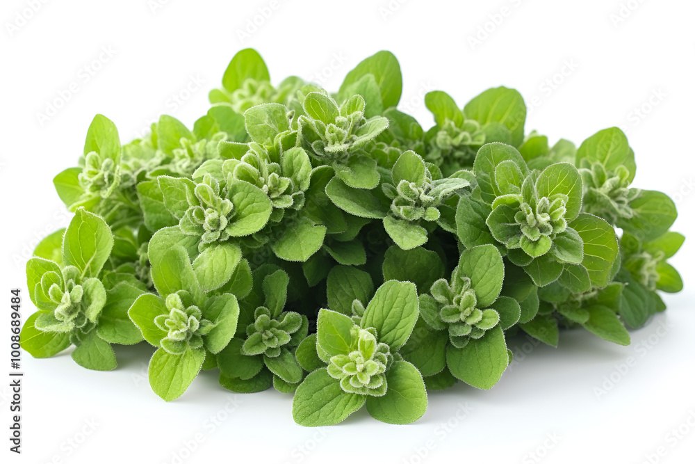 leaves of parsley leaves of parsley