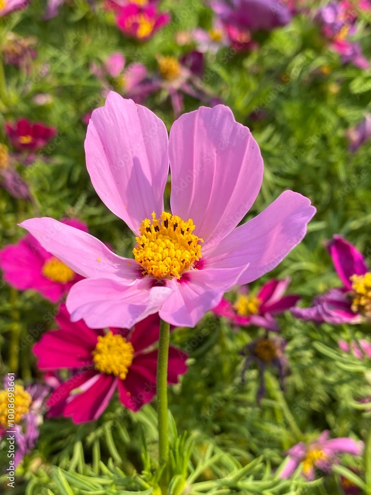 Obraz premium pink cosmos flowers