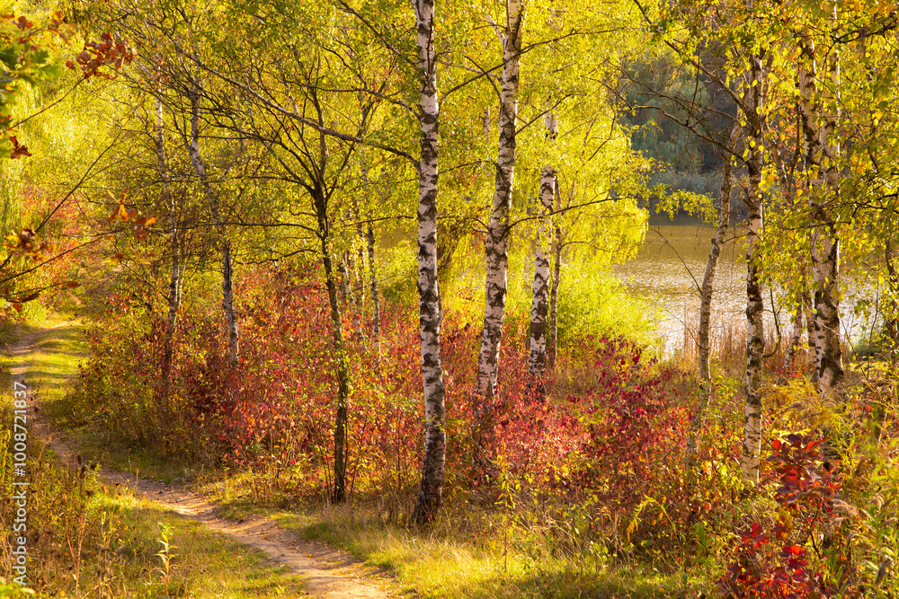 Fototapeta premium Autumn landscape with bright autumn foliage on birch trees and path leading to the lake.