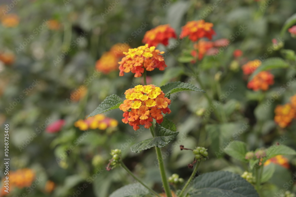 a bunch of Lantana camara (common lantana) is a species of flowering plant within the verbena family (Verbenaceae) a bunch of Lantana camara (common lantana) is a species of flowering plant within the verbena family (Verbenaceae)
