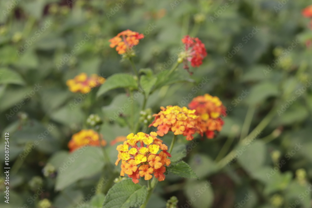 a bunch of Lantana camara (common lantana) is a species of flowering plant within the verbena family (Verbenaceae) a bunch of Lantana camara (common lantana) is a species of flowering plant within the verbena family (Verbenaceae)