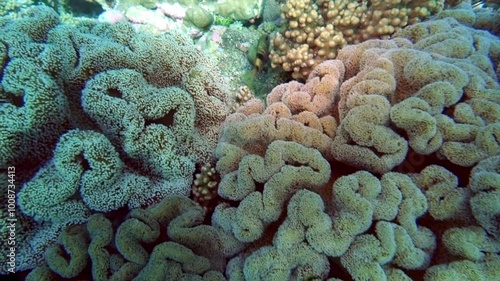 Anemones and soft corals on a tropical reef. photo