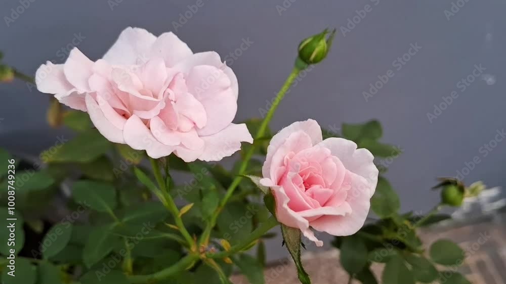 Pink rose flowers blooming in garden Pink rose flowers blooming in garden