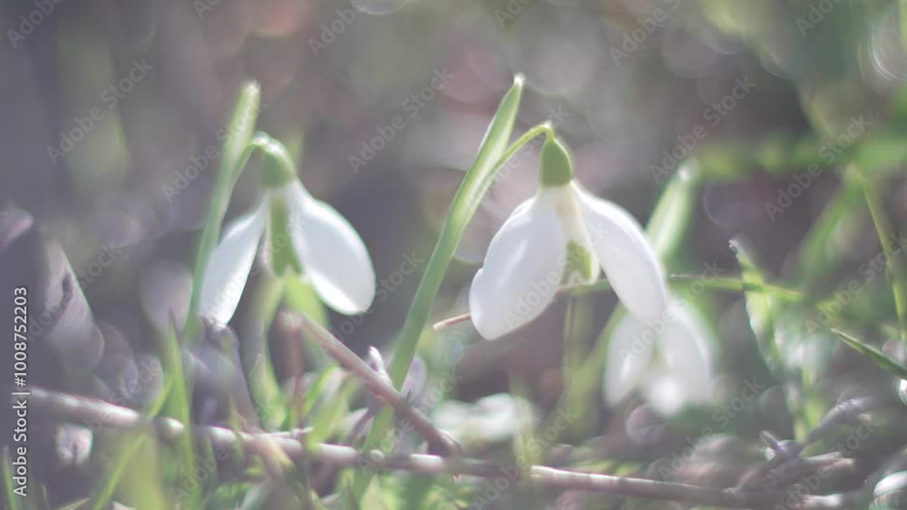 Snowdrops, flower, spring. White snowdrops bloom in garden, early spring, signaling end of winter. Slow motion, close up, soft focus Snowdrops, flower, spring. White snowdrops bloom in garden, early spring, signaling end of winter. Slow motion, close up, soft focus