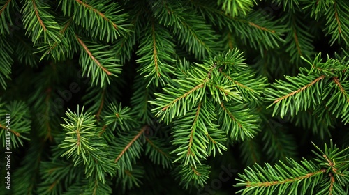 Close-Up of Lush Green Evergreen Tree Branches