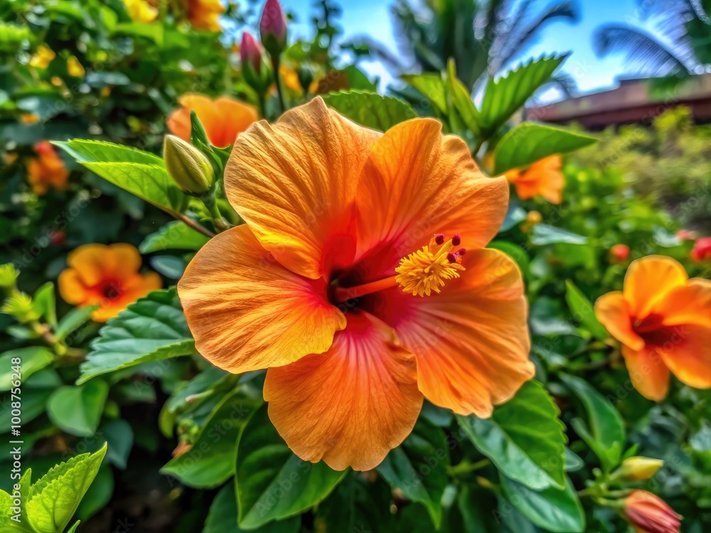 Vibrant Orange Hibiscus Plant with Lush Green Leaves in a Natural Outdoor Setting during Daylight Vibrant Orange Hibiscus Plant with Lush Green Leaves in a Natural Outdoor Setting during Daylight