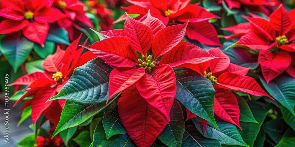 Vibrant Red Poinsettia Plant with Green Leaves Perfect for Holiday Decorations and Floral Arrangements Vibrant Red Poinsettia Plant with Green Leaves Perfect for Holiday Decorations and Floral Arrangements