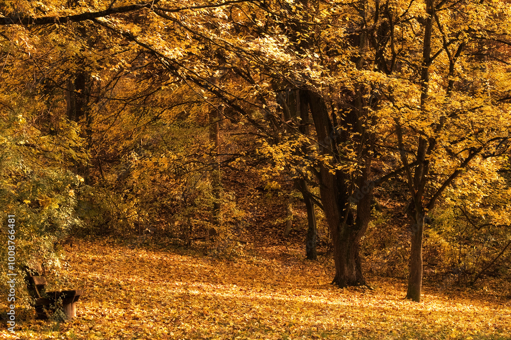 Goldener Oktober im Wald Goldener Oktober im Wald