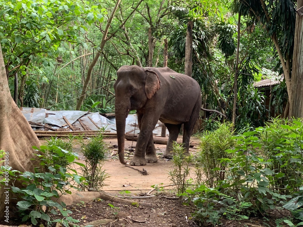 Fototapeta premium elephant in the jungle