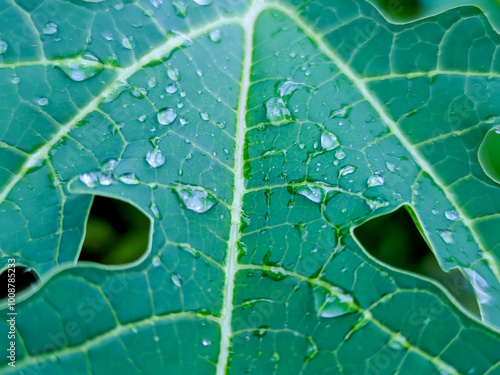 A close-up of a papaya leaf reveals its intricate lobed structure, each vein radiating outward like nature’s own design. Resting on the rich green surface are glistening dewdrops. photo