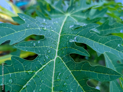 A close-up of a papaya leaf reveals its intricate lobed structure, each vein radiating outward like nature’s own design. Resting on the rich green surface are glistening dewdrops. photo