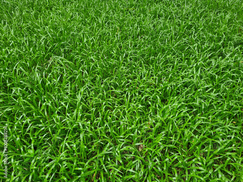 Green grass field texture background