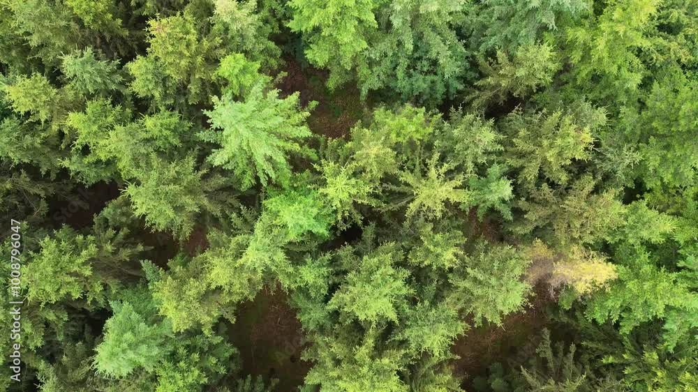 This is an aerial view showcasing a dense and vibrant forest, filled with lush greenery and a variety of vegetation This is an aerial view showcasing a dense and vibrant forest, filled with lush greenery and a variety of vegetation