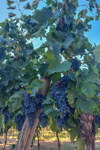 vite con grappoli d'uva