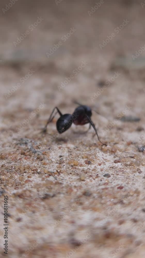 A beautiful big black ant on ground close up slow motion video footage, vertical, Odisha, India. A beautiful big black ant on ground close up slow motion video footage, vertical, Odisha, India.