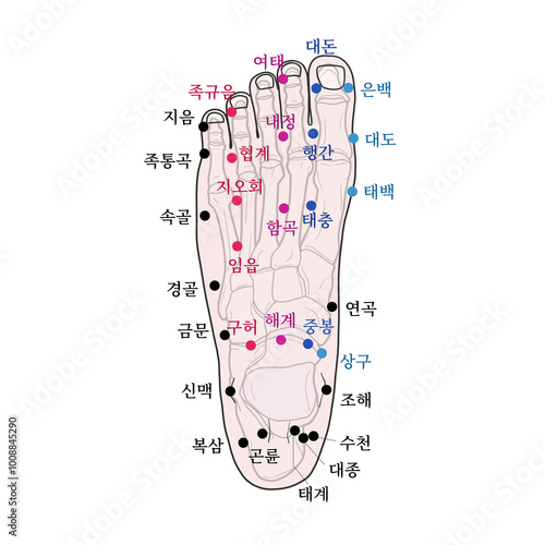 발등 경혈 일러스트