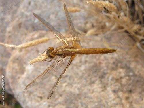 Libellula del laghetto