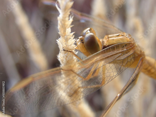 Libellula del laghetto photo