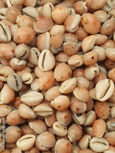 a collection of cowrie shells on a South Uist shore, Outer Hebrides, Scotland, UK photo