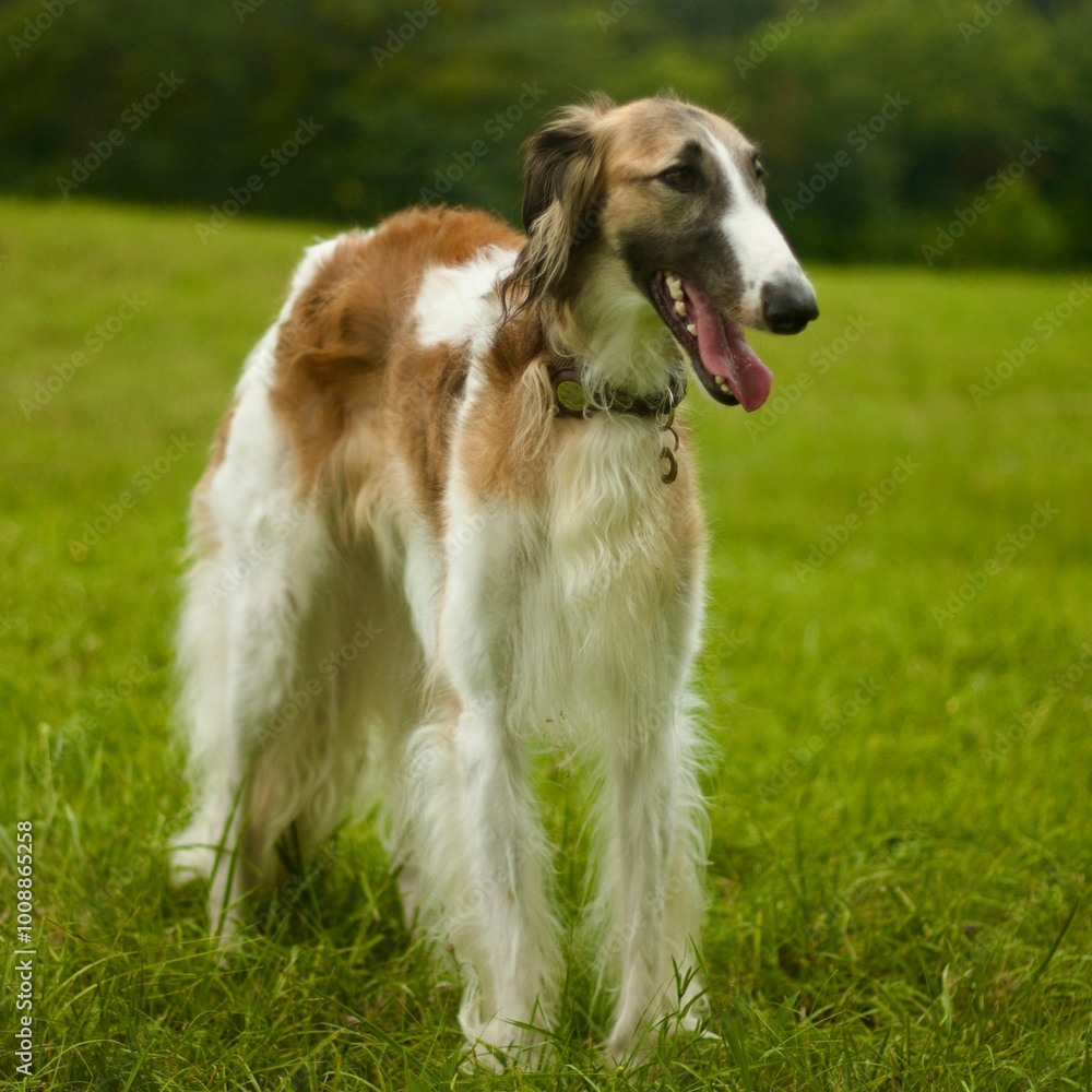 Borzoi windhound dog. Windhund barsoi Borzoi windhound dog. Windhund barsoi
