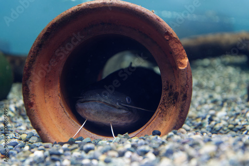 ビワコオオナマズ