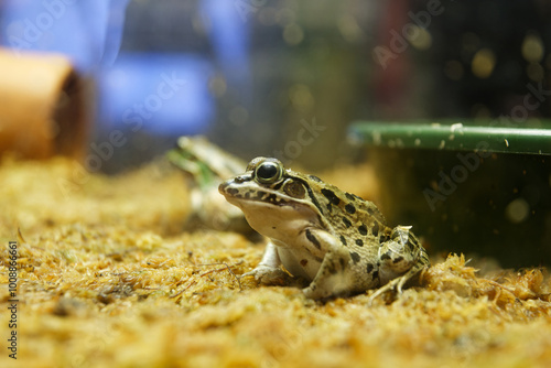 トノサマガエル