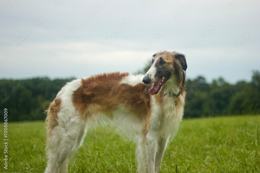 Borzoi windhound dog. Windhund barsoi Borzoi windhound dog. Windhund barsoi