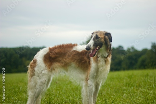Obraz na płótnie Borzoi windhound dog. Windhund barsoi