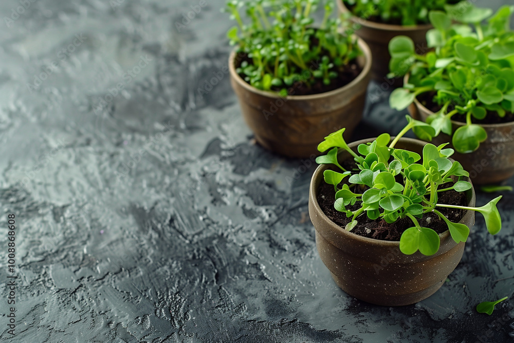 Fresh Organic Herbs in Small Brown Pots on Dark Textured Background, Home Gardening Concept. Fresh Organic Herbs in Small Brown Pots on Dark Textured Background, Home Gardening Concept.
