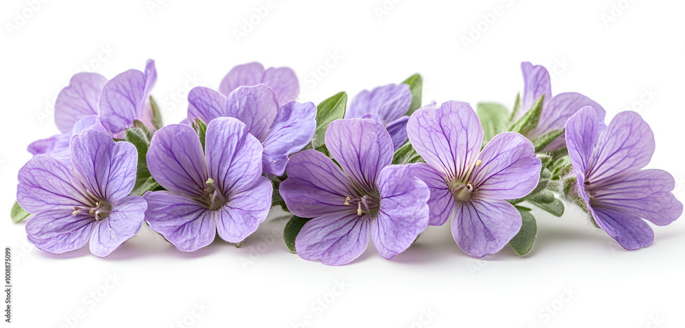 a group of purple flowers
a group of purple flowers