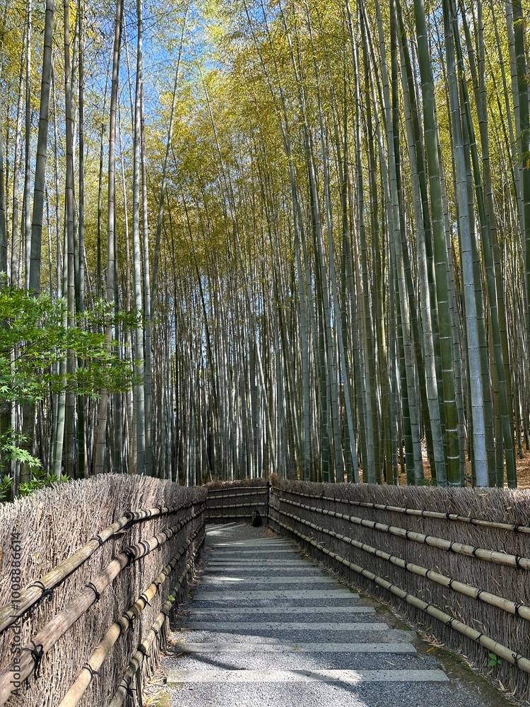 Fototapeta premium Bamboo forest Japan