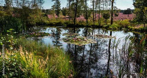 Fairy ponds in the Buesenbachtal in Handeloh photo