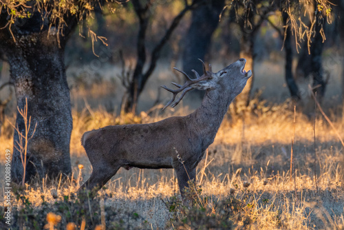 Konstfotografi A deer stag roars during rutting season in a field near Monfrague National Park,