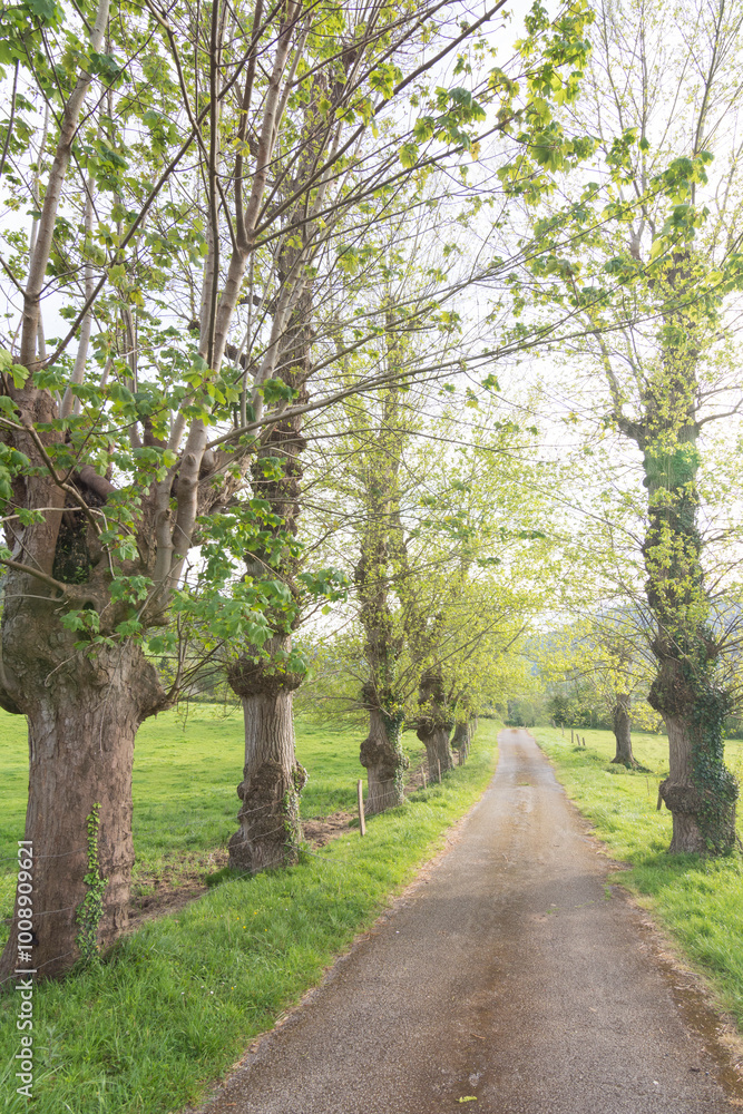 Rural landscape with trees bordering a road Rural landscape with trees bordering a road