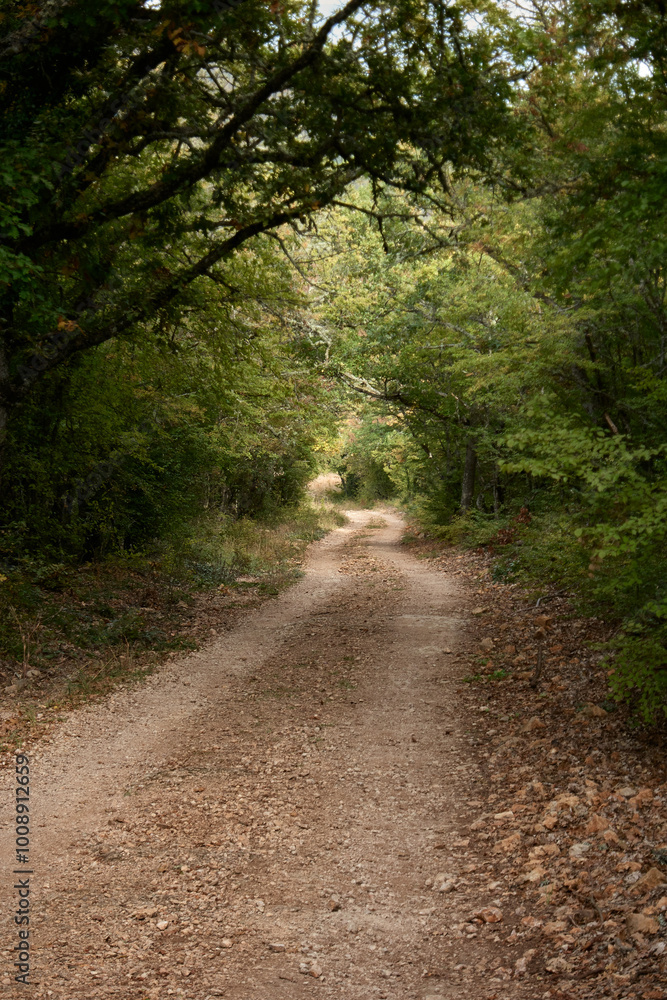 Fototapeta premium path in the woods