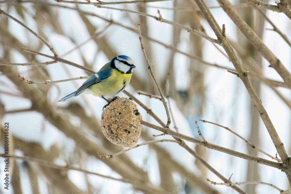 Naklejka premium The eurasian blue tit (Cyanistes caeruleus)