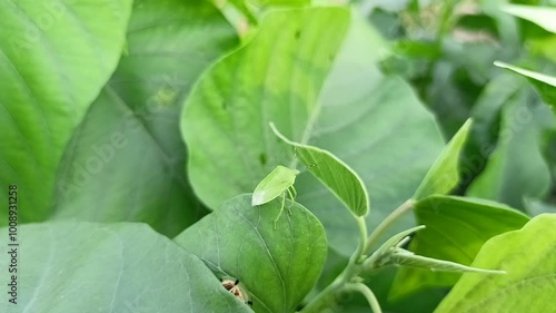 Acrosternum hilare type of green stink bug on green leaves photo