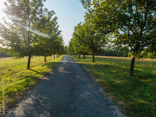 Rural country road, alley with green maple trees. Golden hour sunlight, clear blue sky. Romantic summer scene, diminishing perspective, photo