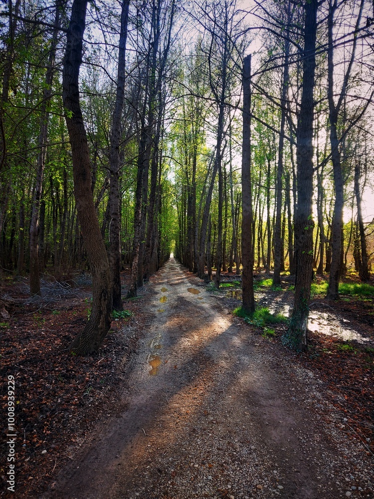 path in the forest path in the forest