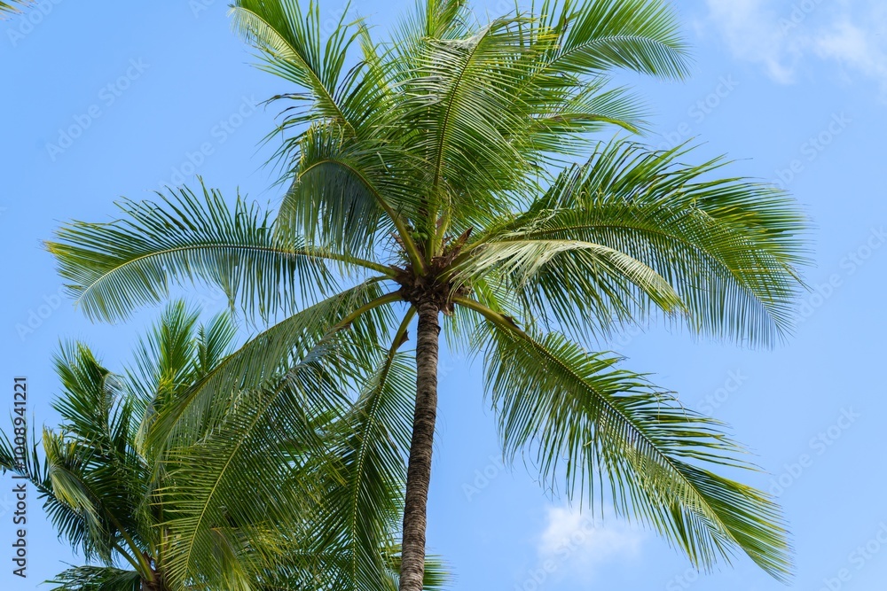 Coconut palm tree on blue sky background. Low angle view of palm trees growing against blue sky during sunny day. Coconut palm tree on blue sky background. Low angle view of palm trees growing against blue sky during sunny day.
